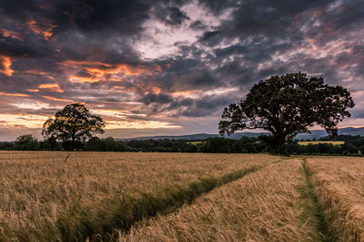 Scenic view of agricultural field against sky during sunset