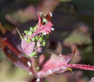 Close-up of raindrops on plant