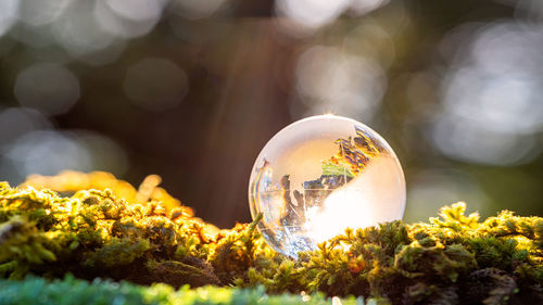 Close-up of crystal ball on glass against trees