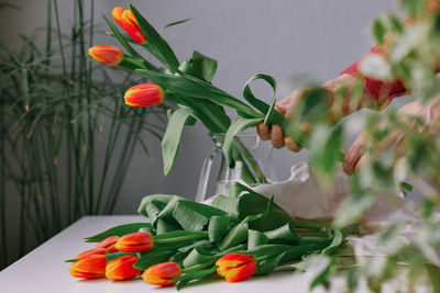 Close-up of red tulip flowers