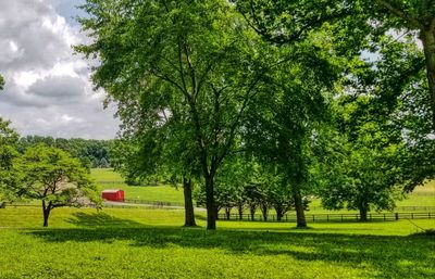 Trees on field against sky