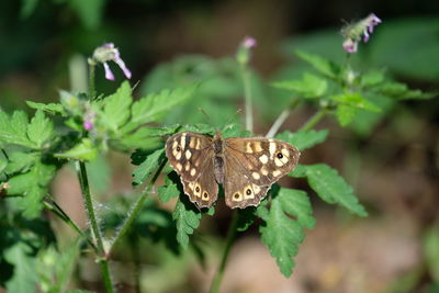 Close-up of butterfly on leaf