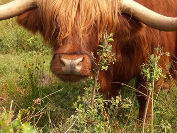 Cow looking away on field