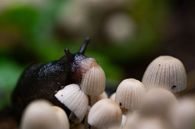 Close-up of snail