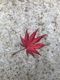 High angle view of red maple leaves on wall