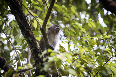 Low angle view of monkey in a tree