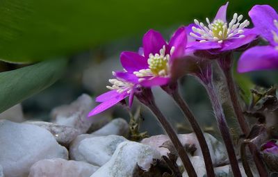 Close-up of pink flowering plant