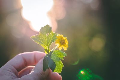 Close-up of hand holding plant