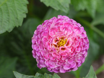 Close-up of pink rose flower