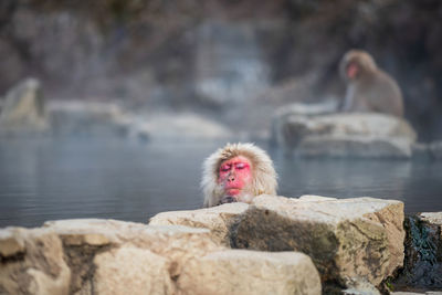 Japanese snow monkey macaque bath on hot spring in winter at jigokudani park, yamanouchi, japan. 