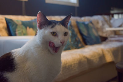 Close-up portrait of cat relaxing at home