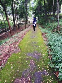 Rear view of person walking amidst trees in forest