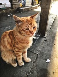 Close-up of a cat looking away