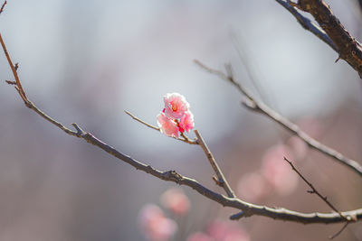 Close-up of pink flower buds on branch