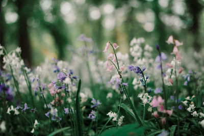 Close-up of purple flowering plants on field