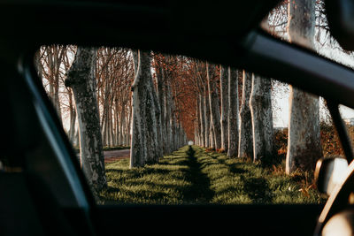 Panoramic shot of trees seen through window