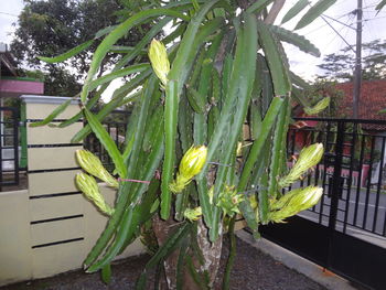 Close-up of fresh green plant against railing