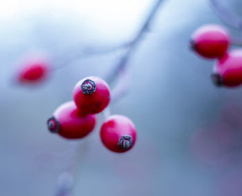 Close-up of red berries on water