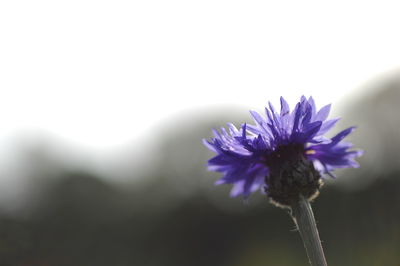 Close-up of purple flower against blurred background