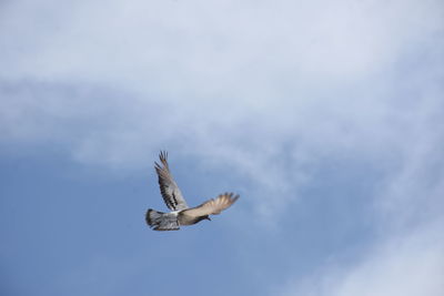 Low angle view of eagle flying in sky