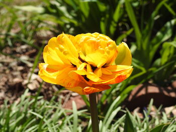 Close-up of yellow flowering plant on field