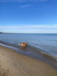 View of an animal on beach