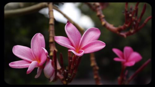 Close-up of pink flower