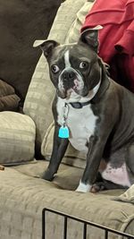 Portrait of dog sitting on sofa