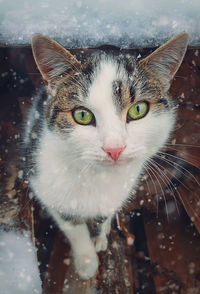 Winter season cat portrait. close up kitten outdoor sheltering from snow. beautiful kitty