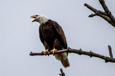 Low angle view of eagle perching on tree