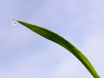 Close-up of wet plant against sky