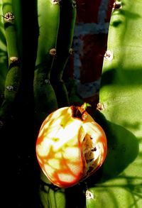 Close-up of fruit on tree