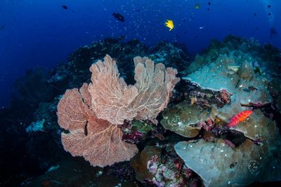View of coral in sea