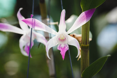 Close-up of flowers