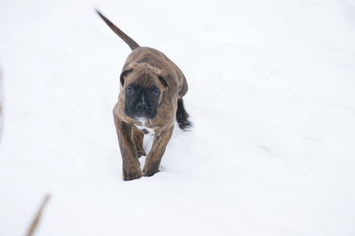 Portrait of dog on snow field