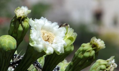 Close-up of white flowering plant