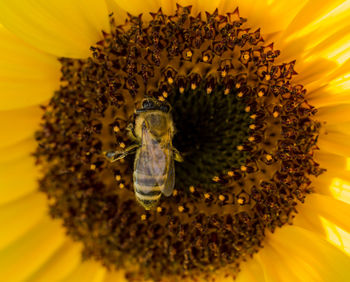 Close-up of bee pollinating on sunflower