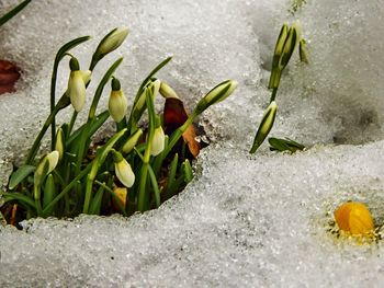 Close-up of crocus blooming outdoors