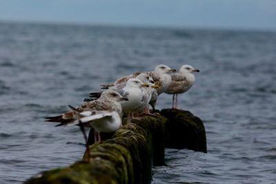 Close-up of seagulls perching on sea against sky