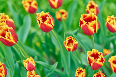 Close-up of red flowering plants