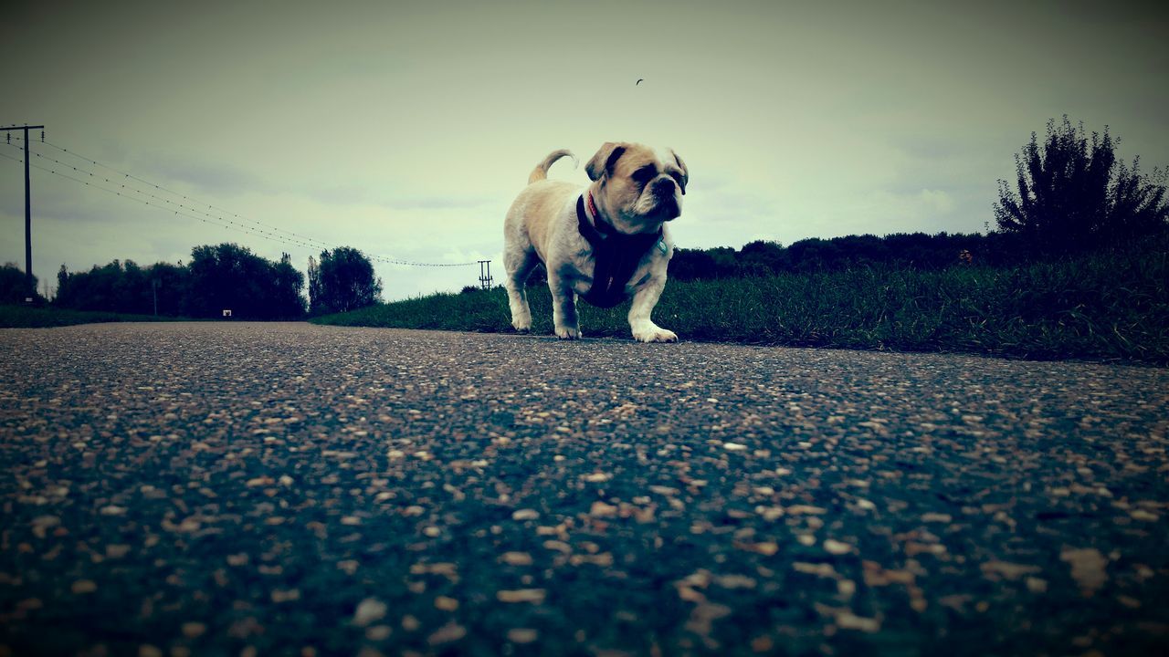 dog, domestic animals, animal themes, pets, mammal, one animal, sky, surface level, field, landscape, nature, tranquility, full length, selective focus, tranquil scene, outdoors, walking, tree, standing, day