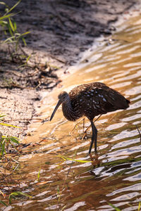 Limpkin bird aramus guarauna forages for mollusks in the lake at myakka state park in sarasota