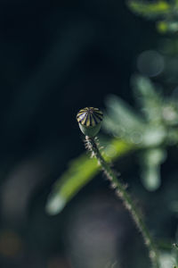 Close-up of flowering plant