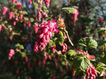 Close-up of pink flowers blooming outdoors