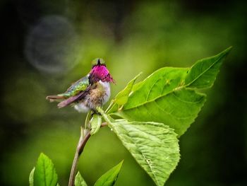 Close-up of insect on flower
