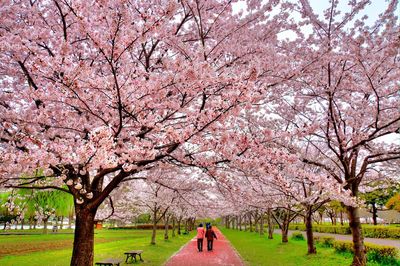 View of cherry blossom trees in park