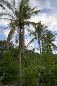 Low angle view of coconut palm trees against sky