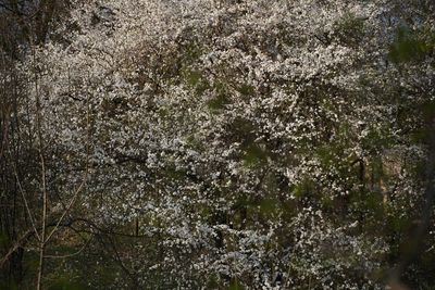 Full frame shot of flowering plants in forest