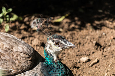 Close-up of a peacock