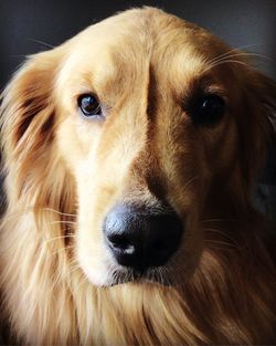 Close-up portrait of dog